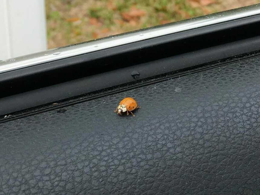Ladybug crawls into the open window of a car as the driver checks the mail