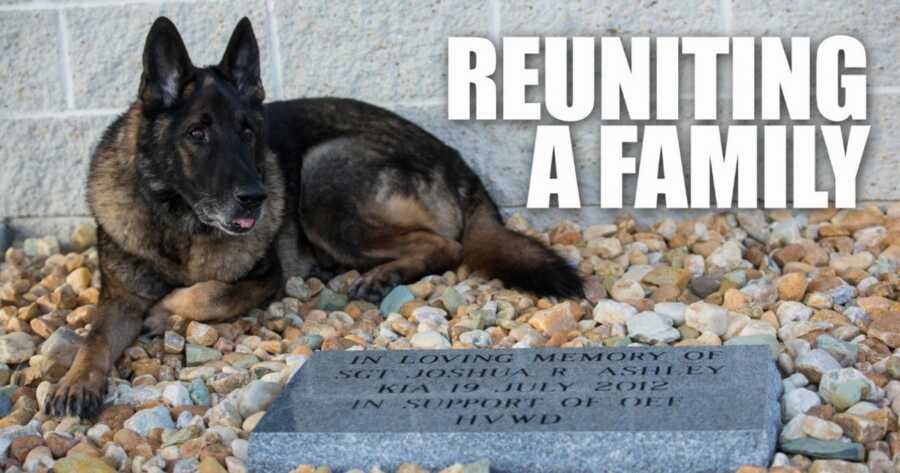 German Shepherd lays next to the grave of his Marine partner who died in the line of duty