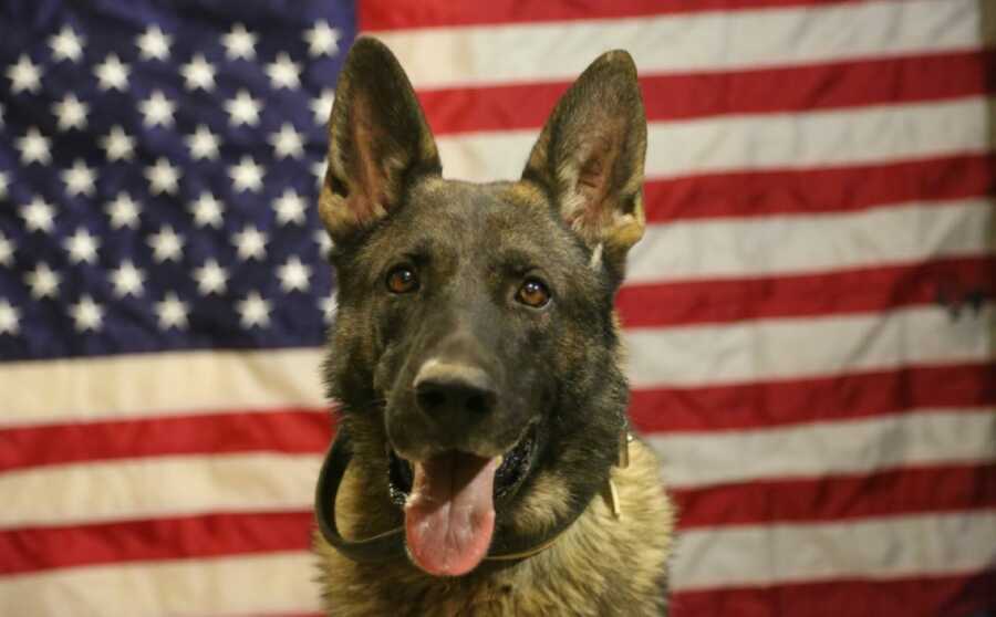 Retired K-9 Marine partner poses for a photo in front of an American flag