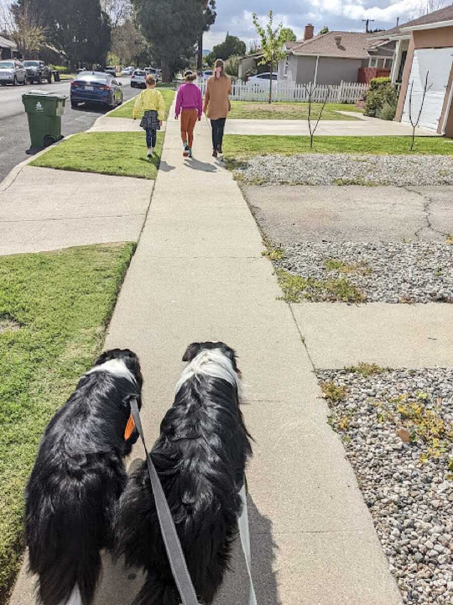 Foster mom walks with two girls while dad and border collies follow behind.