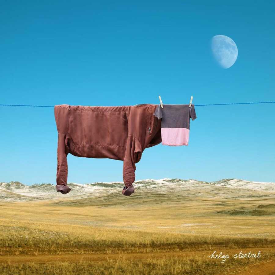 clothesline with shirt and jacket positioned to look like a cow in a pasture