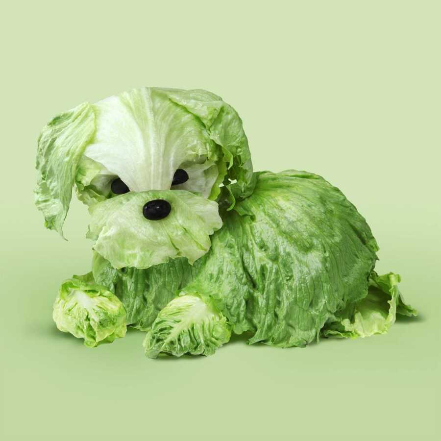 lettuce and olives positioned and photographed to look like a small dog
