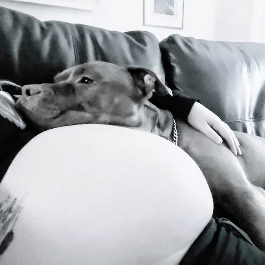 loyal dog lays on his owner's pregnant belly