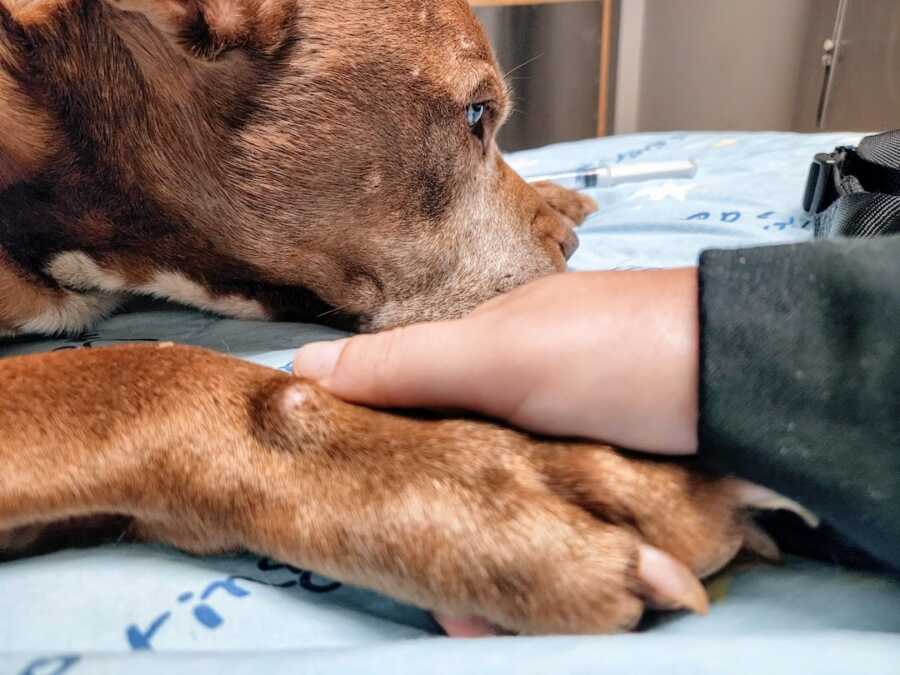 loyal dog lays on the vet table as he is about to be put down