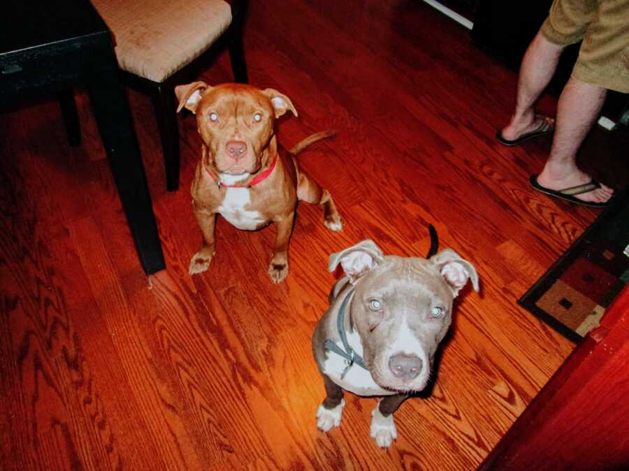 two dogs sit and pose for the camera
