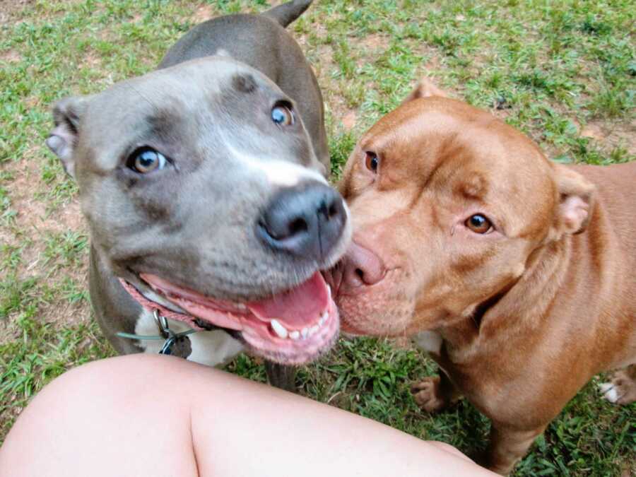 two dogs spending time together outside