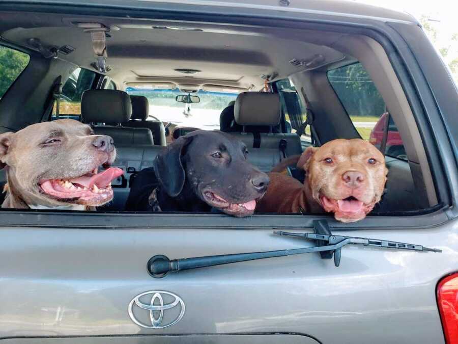 three dogs sit in the back of a car with their heads hanging out of the window