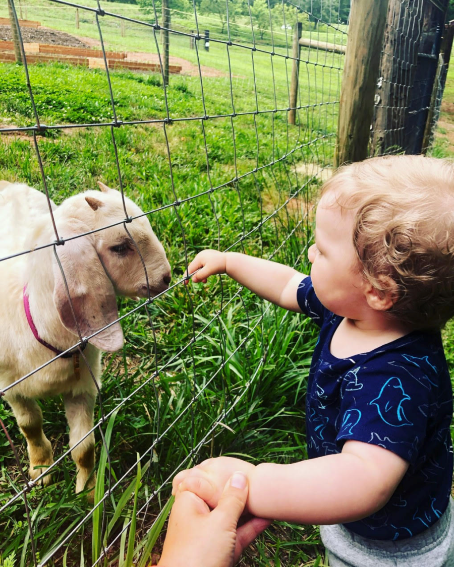 foster child feeding the lambs on the farm