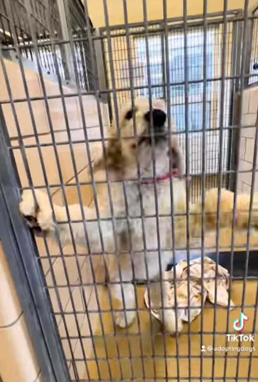 Shelter dog's excited reaction to adoption news.