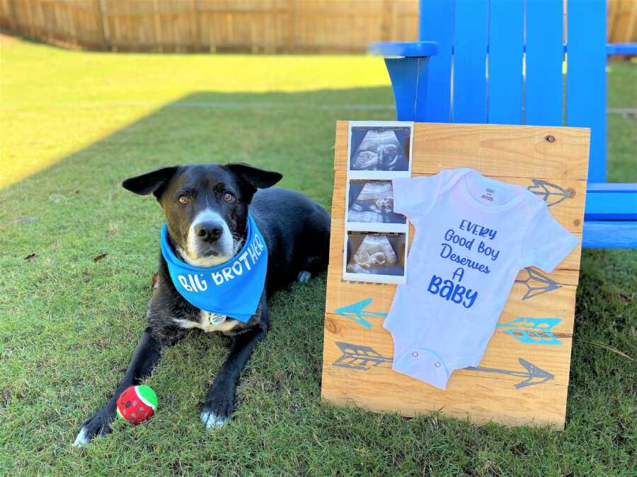black and white dog wearing a "big brother" bandana on the neck next to a board with a baby onesie and a three sonograms 