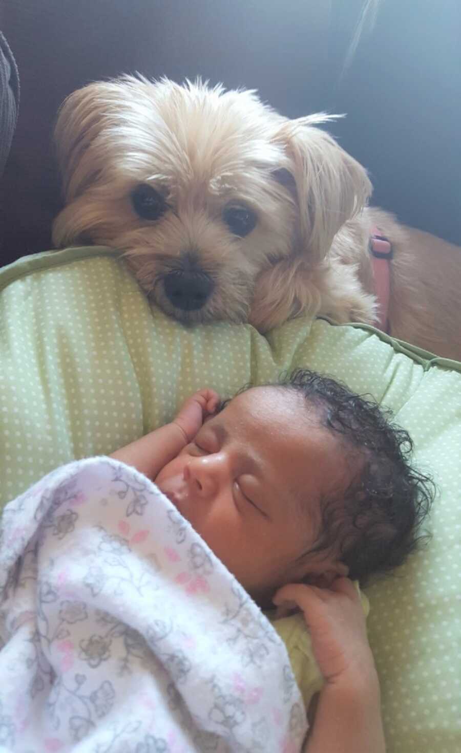Dog watches over brand new baby girl placed in single mom's foster home.