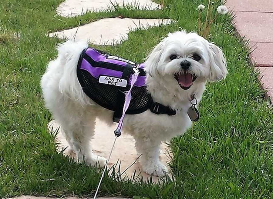 photo of service dog in the grass