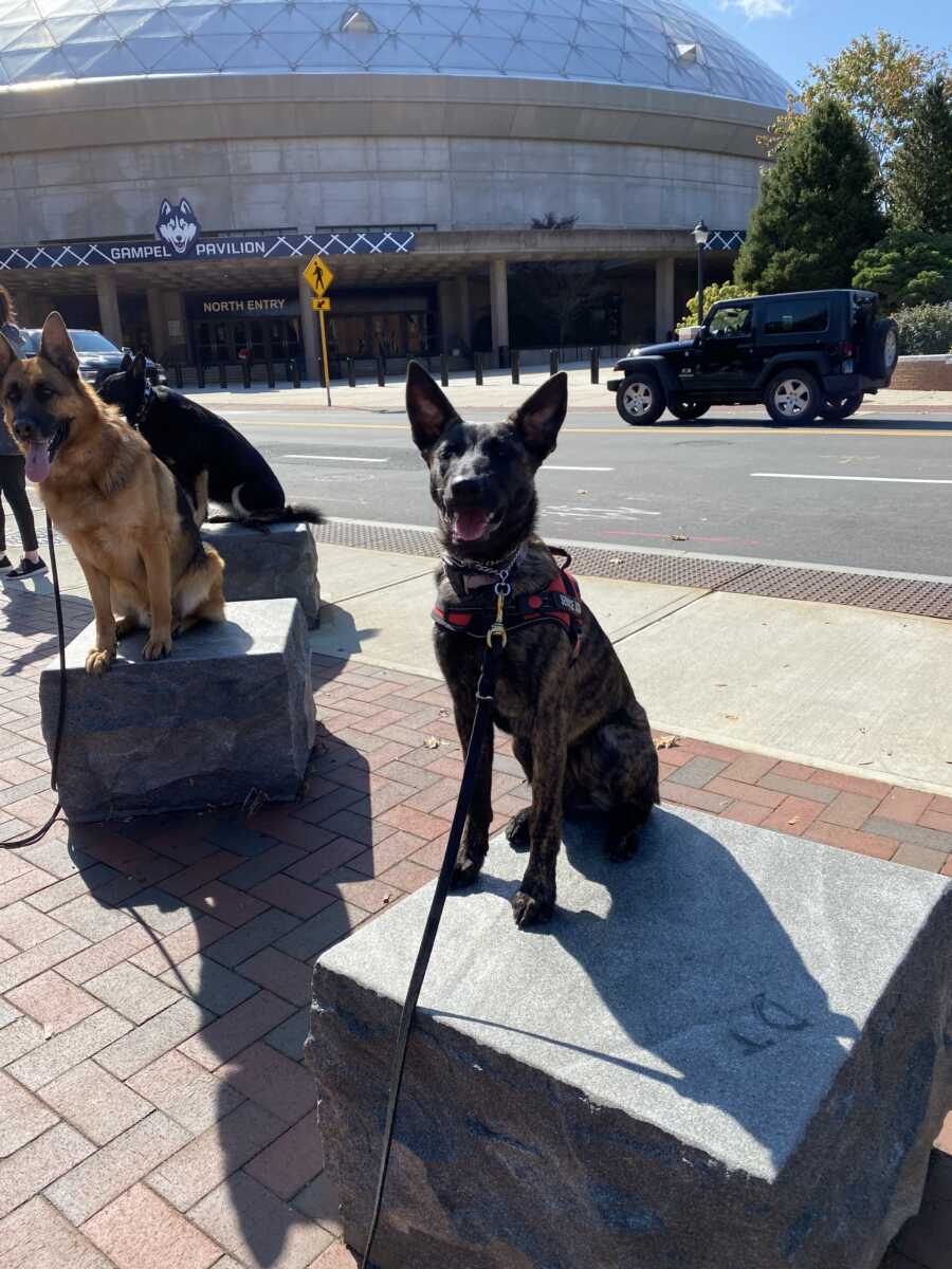 service dog sitting next to another dog