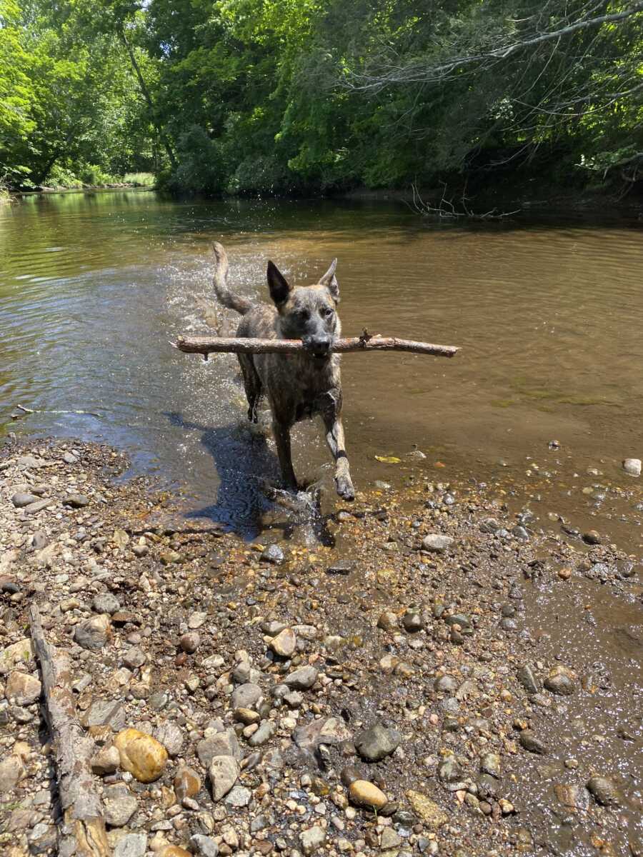 service dog retrieving a stick