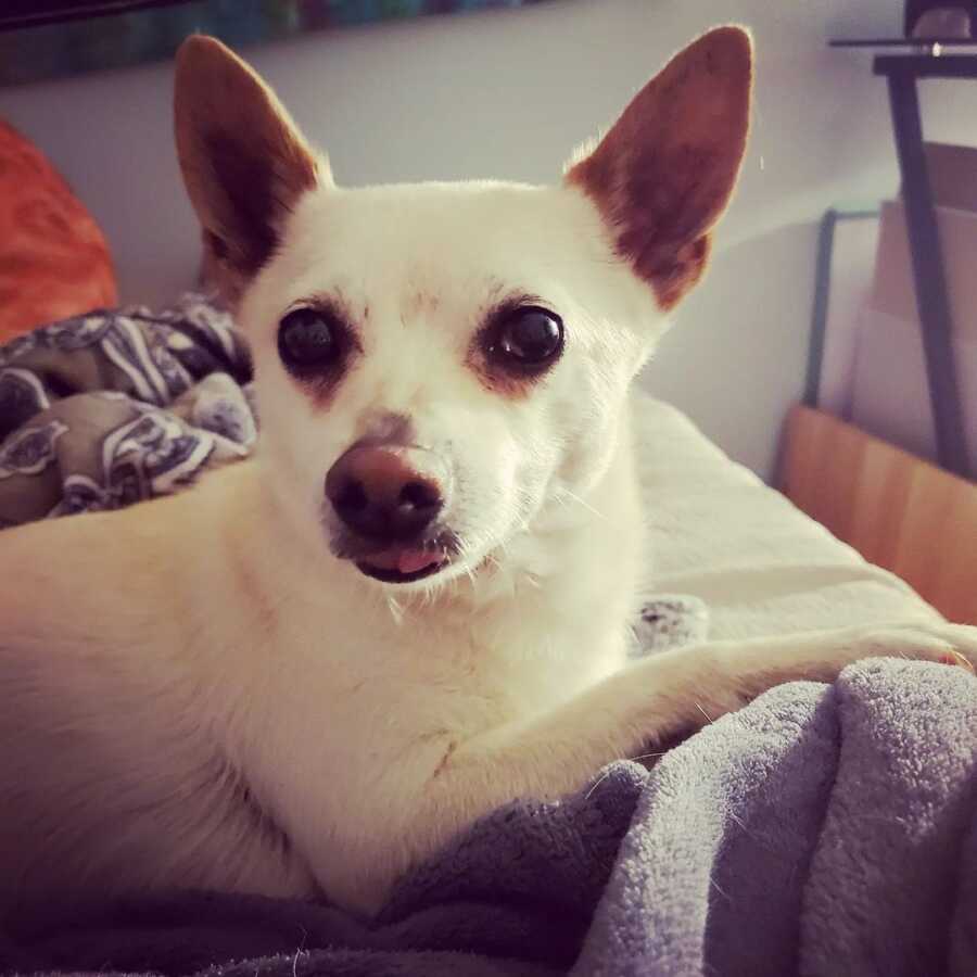 Adopted rescue dog sits on the couch.