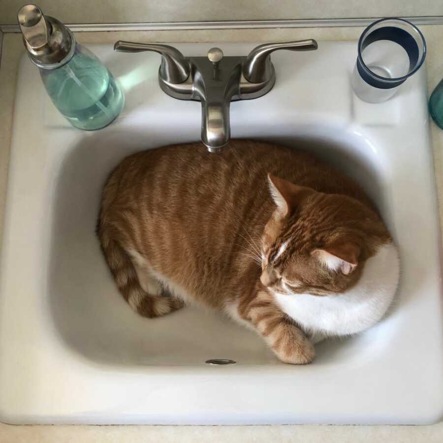 orange cat sitting in white sink