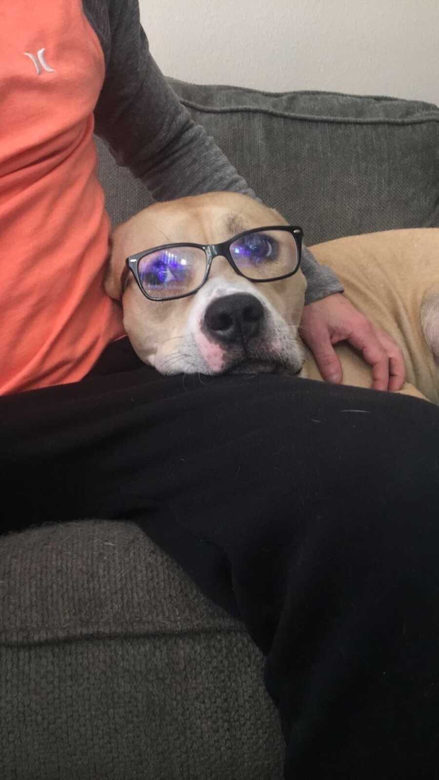 dog sits on the couch while wearing human's glasses