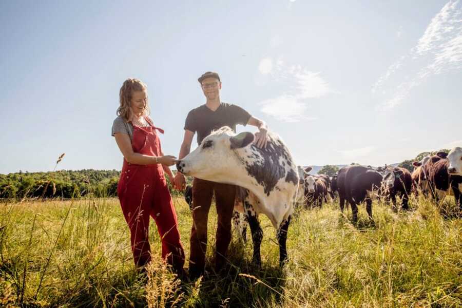 A man and woman feed a cow in a field of cows