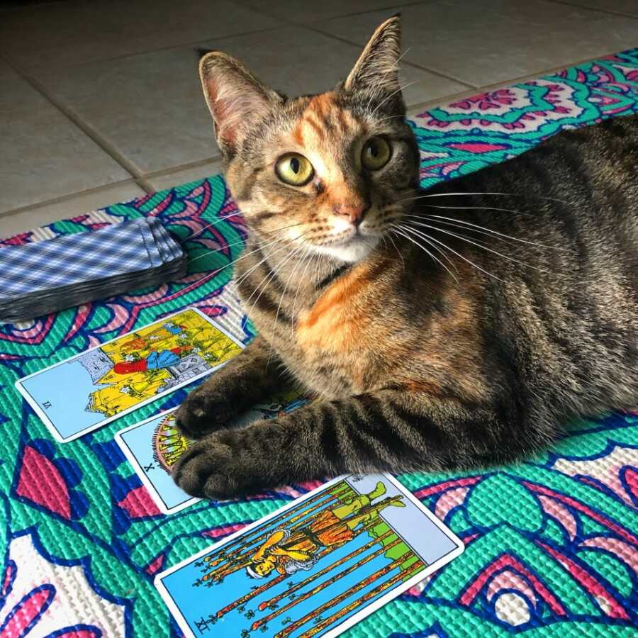 cat laying on tarot cards and colorful blanket